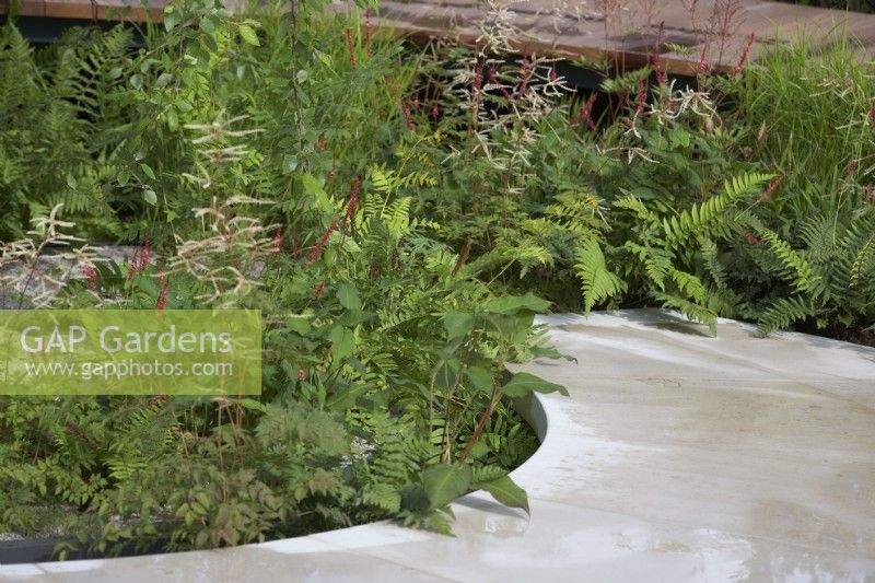 Smooth stone contemporary pathway through astilbe, ornamental grass, ferns and persicaria. Raised wooden walkway behind. 