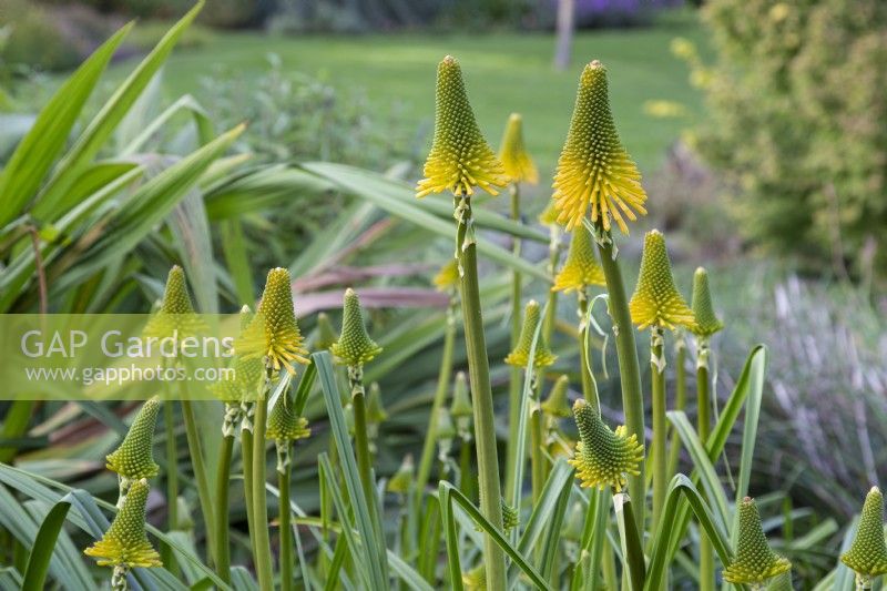 Kniphofia 'Happy Halloween' coming into flower - October