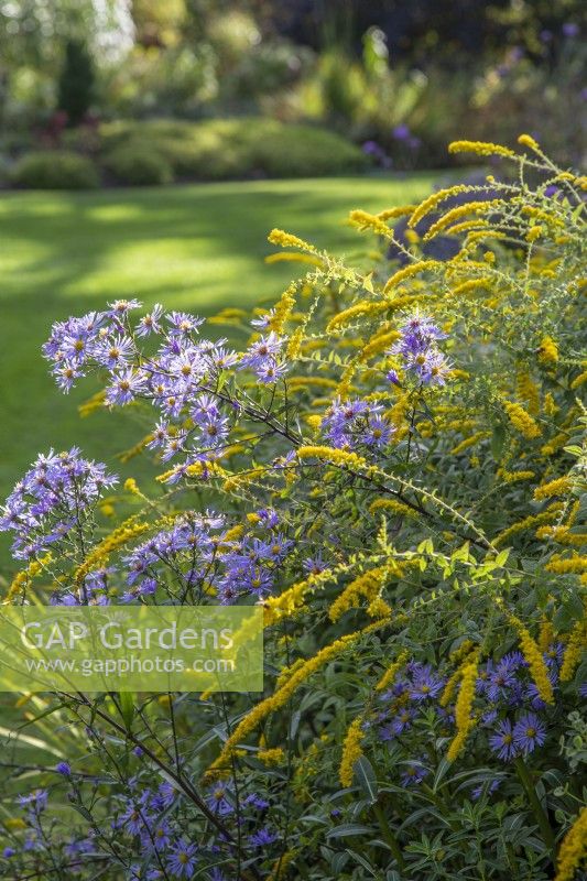 Symphyotrichum 'Little Carlow' with Solidago rugosa 'Fireworks' - October