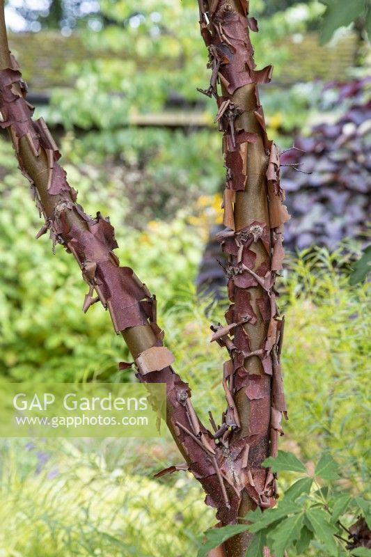 Acer griseum - paperbark maple - October