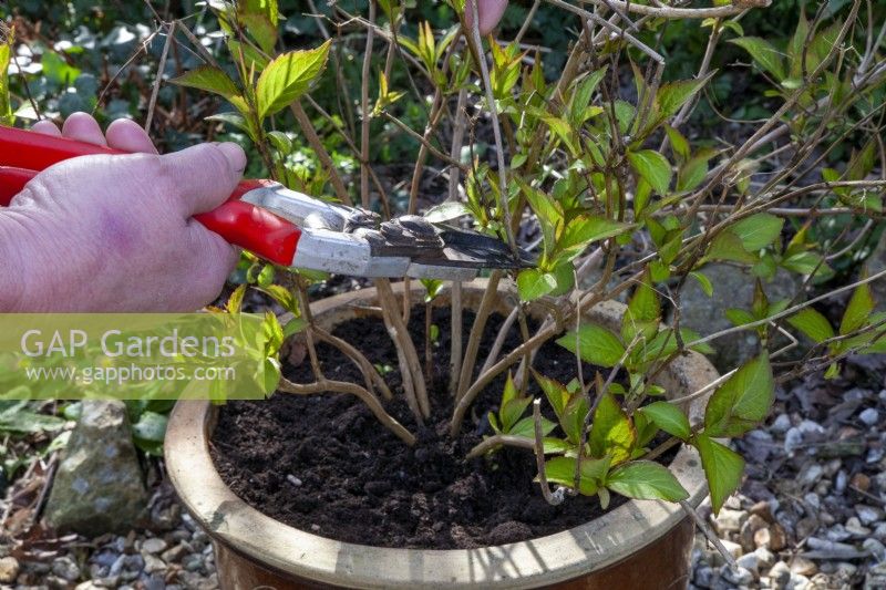 Pruning a containerised Hydrangea using secateurs