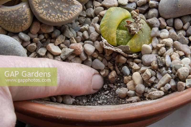 Checking the compost surface of a pan of Lithops Living Stones for dryness