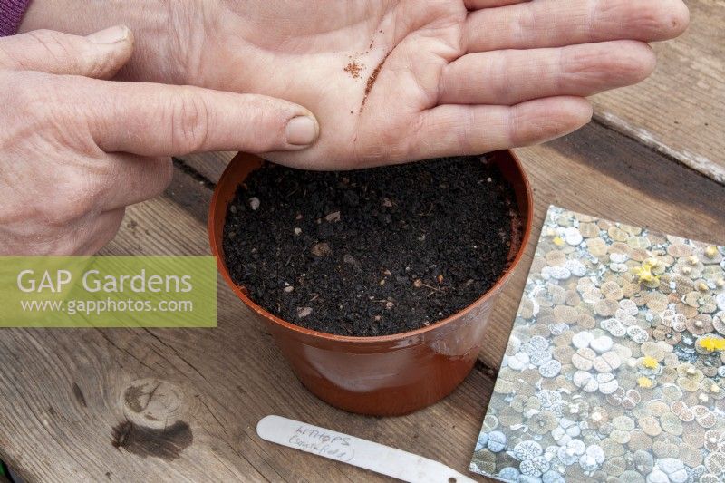 Sowing seeds of Lithops Living Stones