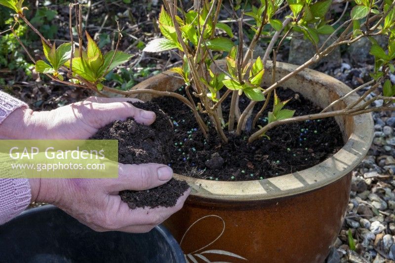 Adding fresh compost over the surface of the compost of a containerised Hydrangea