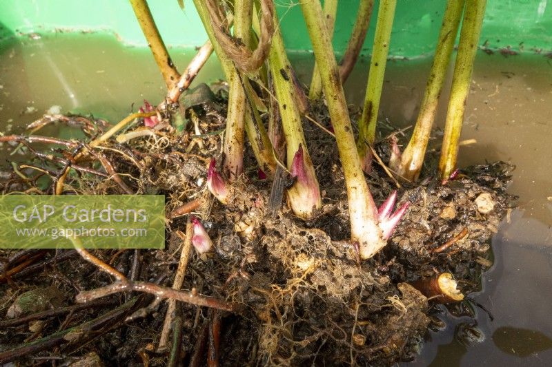 Washing Helleborus Hellebore roots to expose growing points, prior to dividing up the clump