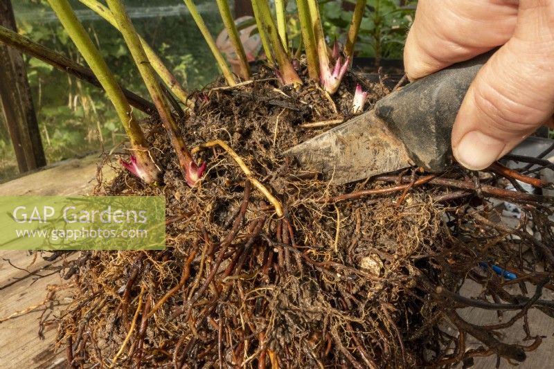 Using a long knife to divide up a Helleborus Hellebore clump