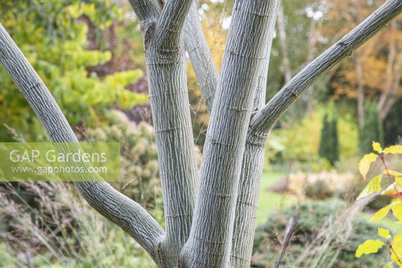 Acer x conspicuum 'Candy Stripe' - snakebark maple - October