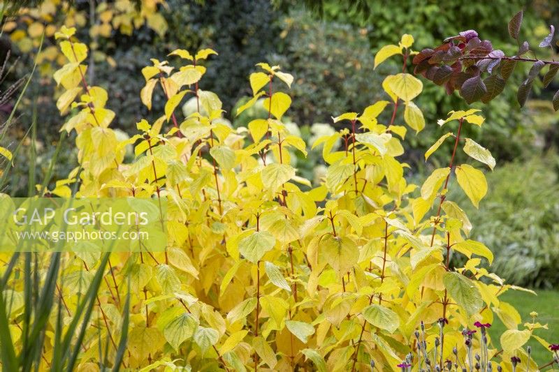 Cornus sanguinea 'Magic Flame' - Dogwood - October