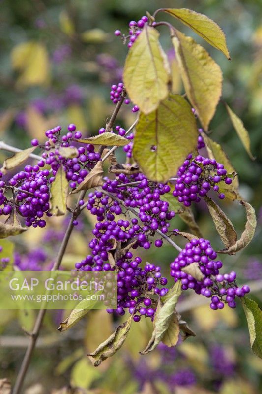 Berries of Callicarpa bodinieri var. giraldii 'Profusion' - beautyberry  - October 