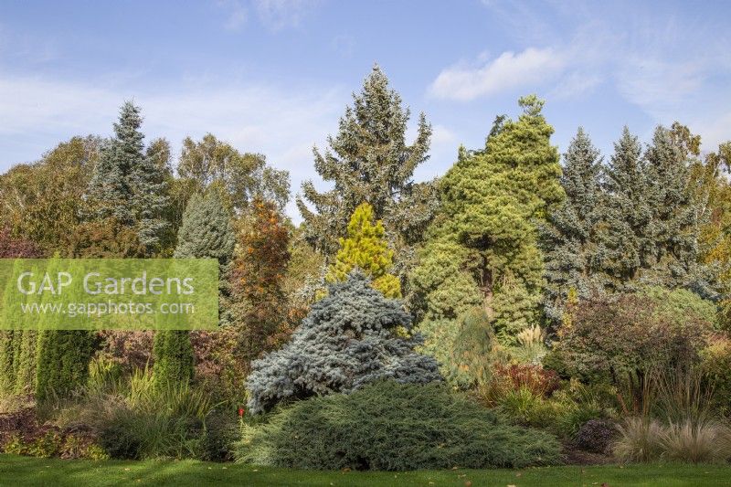 Conifers in autumn at Foggy Bottom, The Bressingham Gardens, Norfolk, designed by Adrian Bloom - October

Thuja occidentalis 'Degroot's Spire', Sorbus 'Autumn Spire', Abies procera 'Glauca', Picea omorika 'Nana', Picea pungens 'Glauca Prostrata', Picea pungens 'Thomsen', Pinus contorta 'Chief Joseph', Pinus sylvestris 'Aurea', Picea pungens 'Koster'.
