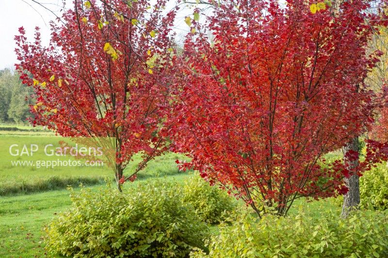 Acer rubrum 'Brandywine' with Cornus sanguinea 'Midwinter Fire - October 