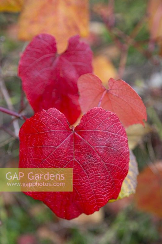 Vitis coignetiae - Crimson glory vine - October 