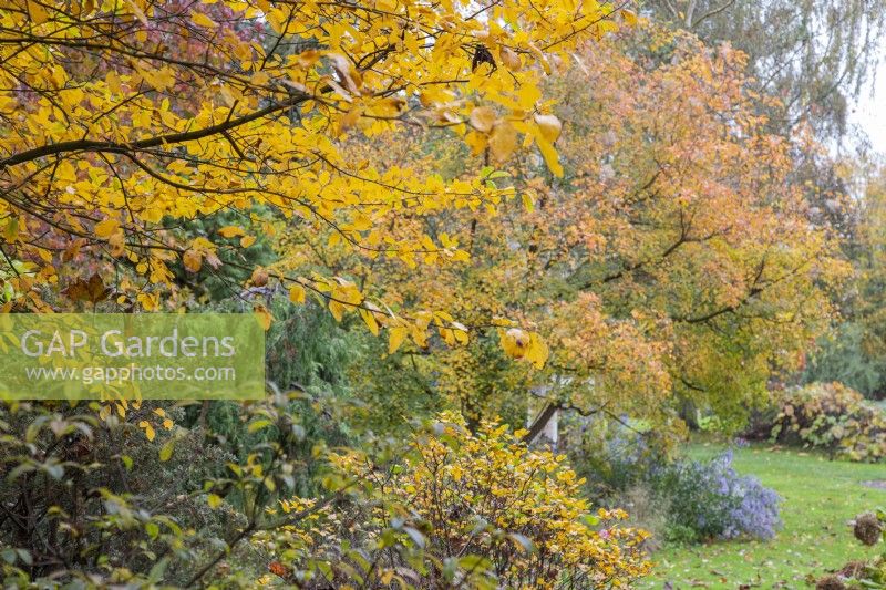 Autumn colour in Adrian's Wood at The Bressingham Gardens, Norfolk - October 

Nyssa sylvatica, Fothergilla monticola, Cotinus obovatus.