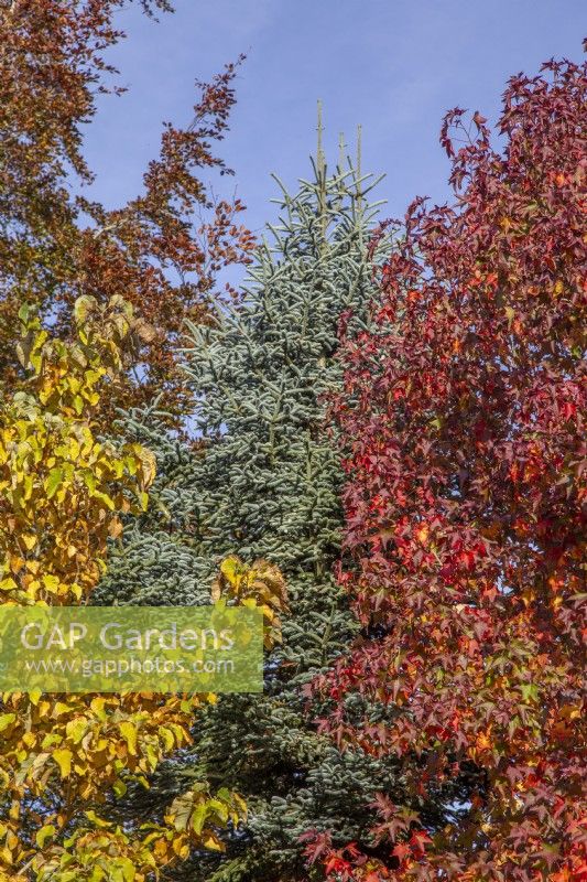 Autumn colour in Adrian's Wood at The Bressingham Gardens, Norfolk, designed by Adrian Bloom - October

Magnolia 'Elizabeth', Abies procera, Liquidambar styraciflua.