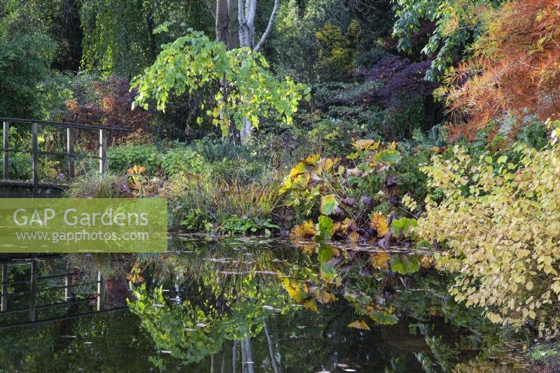 Cercis canadensis 'Hearts of Gold' and Darmera peltata reflecting in the pond at Foggy Bottom, The Bressingham Gardens, Norfolk, designed by Adrian Bloom - October 