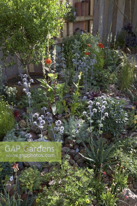 Punk Rockery. Designer: Amanda Grimes. A drought-tolerant garden using poor soil for the plants. Planting includes Lychnis chalcedonica, succulents and eryngium. RHS Hampton Court Palace Festival 2021