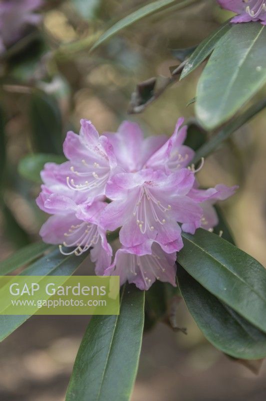 Rhododendron degronianum subsp. heptamerum