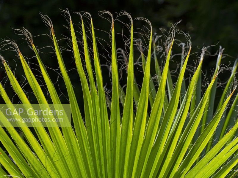 Washingtonia filifera - Californian Fan Palm 