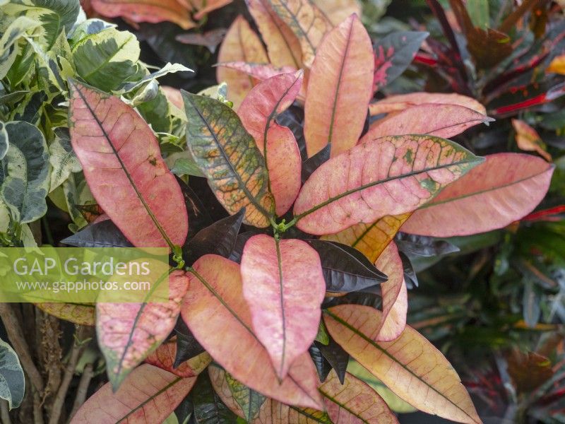 Codiaeum variegatum leaves