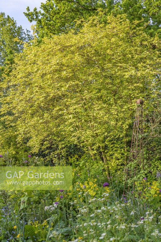 Cornus sericea 'Hedgerows Gold' in an informal country cottage garden border in early Summer - May