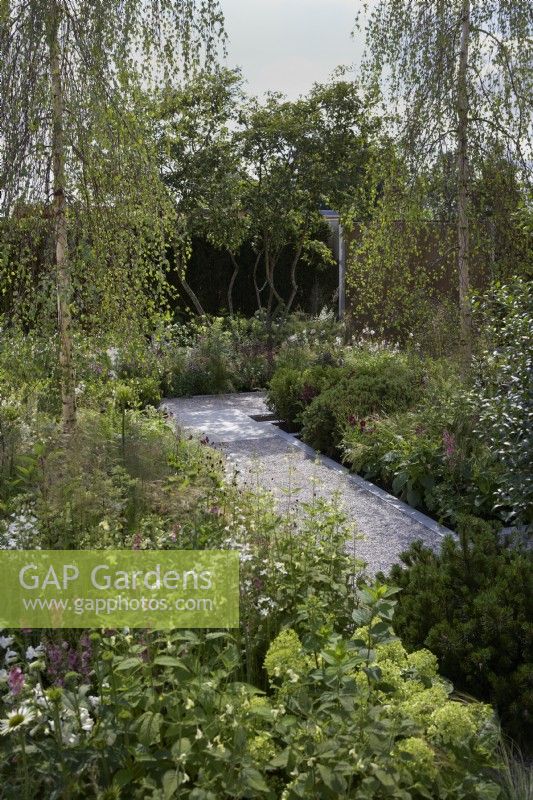 The Viking Friluftsliv Garden. Designer: Will Williams. Modern pale stone pathway through perennial borders with Silver Birch trees. RHS Hampton Court Palace Festival 2021