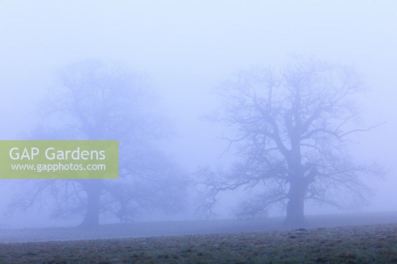 Quercus robur, silhouettes of two ancient oak trees,  sunrise,  misty morning in January, uk.