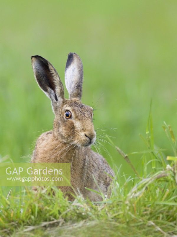 Lepus europaeus - Brown Hare