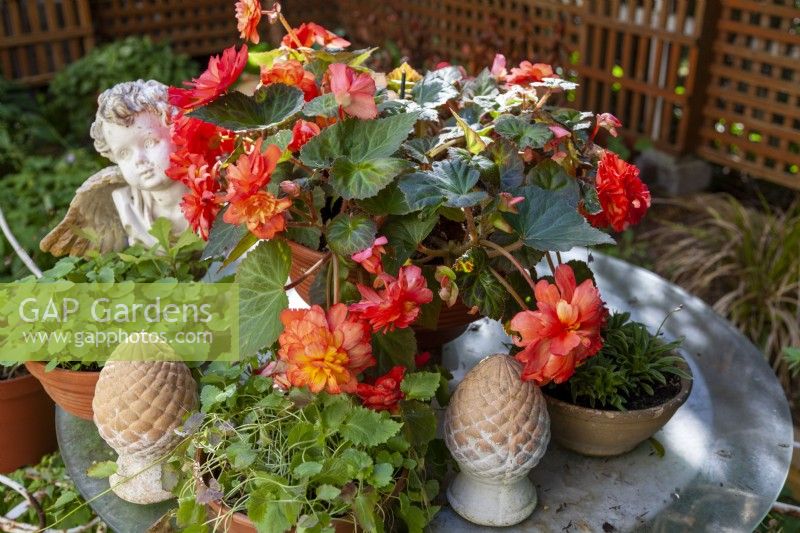 Pots planted with begonias on glass table in a trellis garden