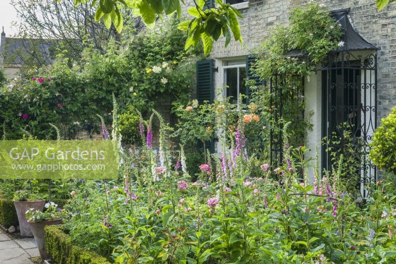 Secluded formal town garden in front of Victorian house with roses, peonies, foxgloves. June