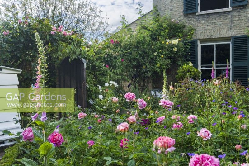 Secluded town garden in front of Victorian house with Rosa 'Boscobel', Geranium 'Brookside' and foxgloves. June