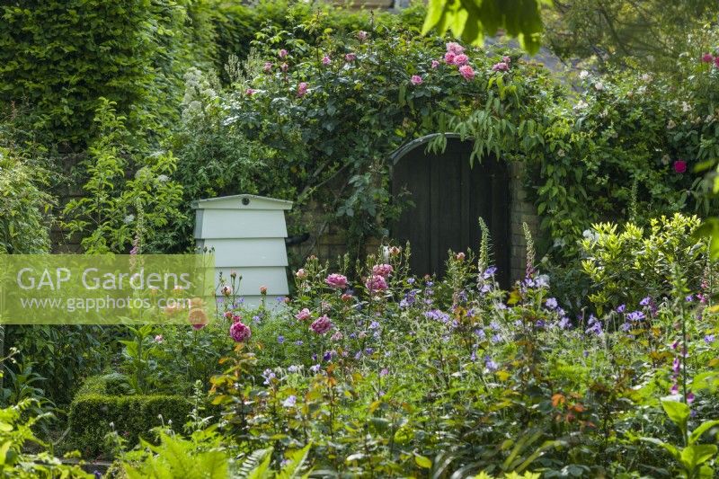 Secluded town garden with beehive surrounded by Rosa 'Boscobel', climbing roses, Geranium 'Brookside' and foxgloves. June