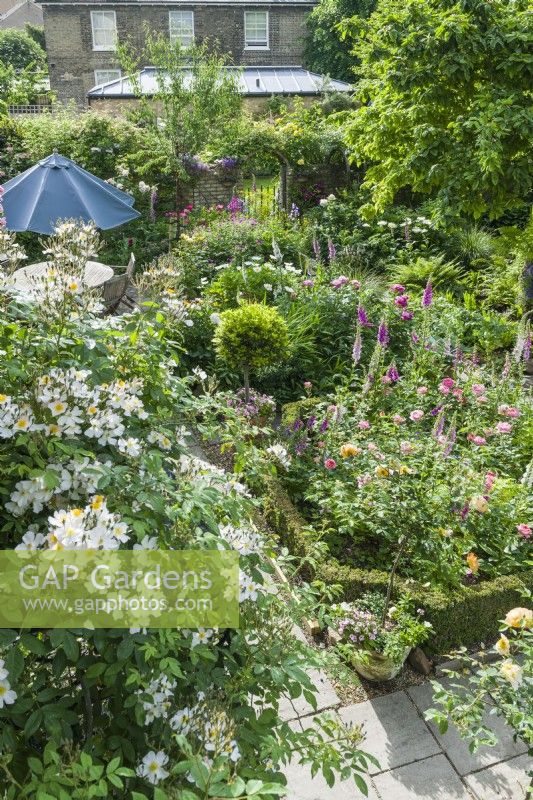 Aerial view of formal walled town garden with foxgloves, peonies, roses and clematis. Rosa 'Francis E. Lester' trained on wall of house. June