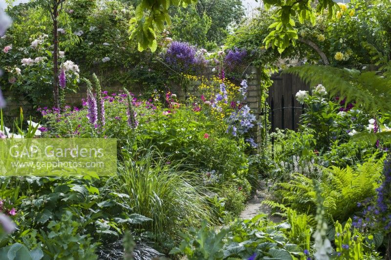 View of part of secluded town garden in summer with ferns, foxgloves, grasses, campanulas, roses and clematis. June