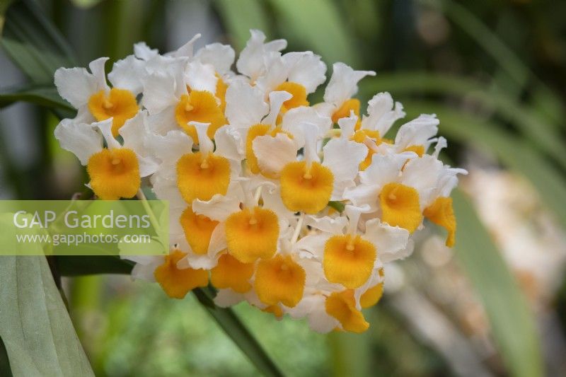 Dendrobium thyrsiflorum - Orchid