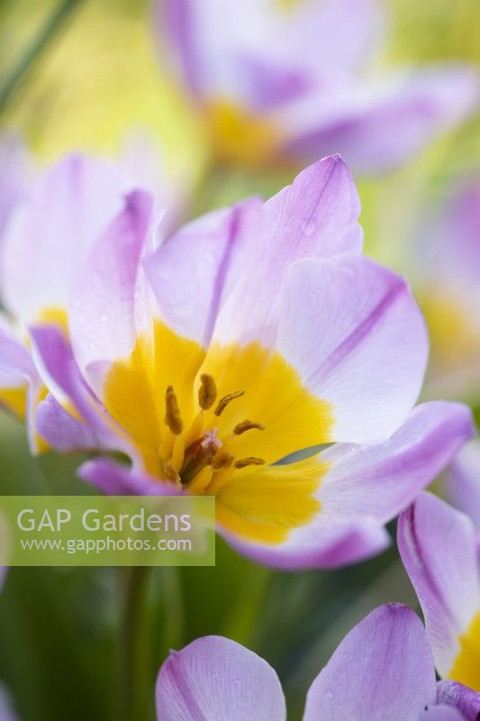 Tulipa saxatilis Bakeri Group 'Lilac Wonder'