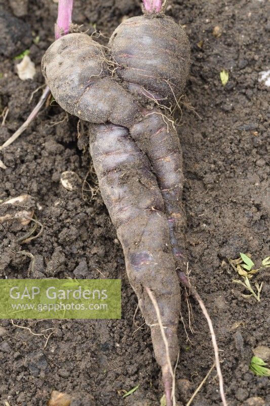 Daucus carota  'Deep Purple'  Freshly lifted carrots two twisted together  October