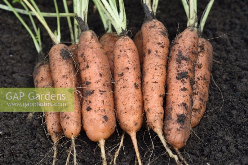 Daucus carota  'Tozresis'  Freshly lifted carrots  Syn. Daucus carota 'Resistafly'  October
