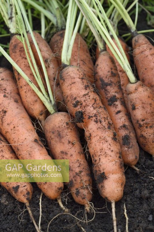 Daucus carota  'Tozresis'  Freshly lifted carrots  Syn. Daucus carota 'Resistafly'  October