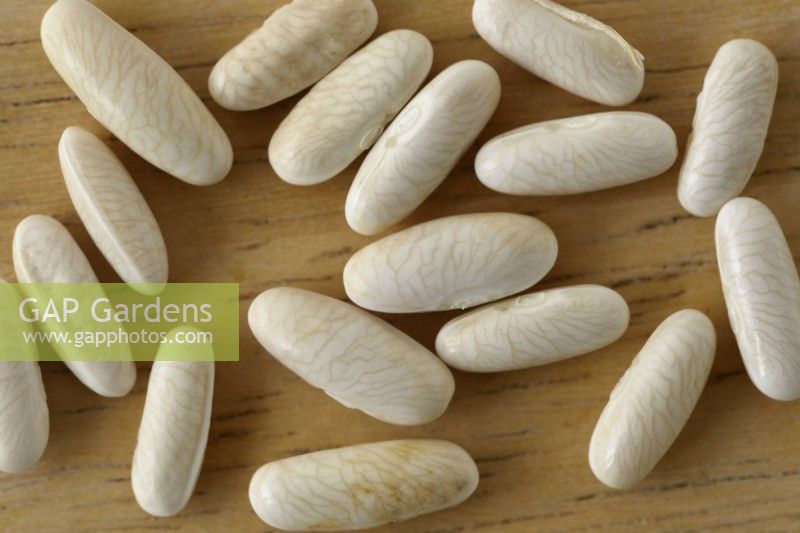 Phaseolus vulgaris  Dwarf French bean  Dried saved seed  December