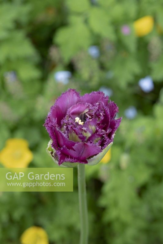 Tulipa 'Purple Tower' - Tulip