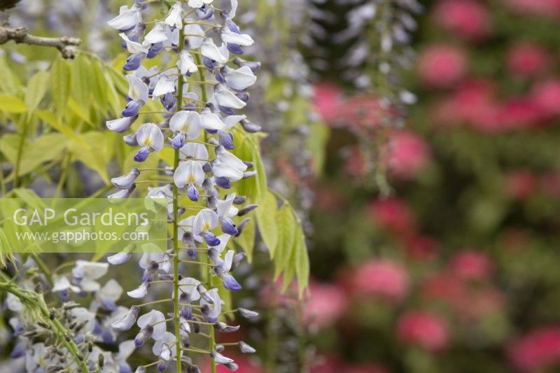 Wisteria floribunda - Japanese wisteria