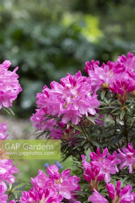 Rhododendron 'Hampshire Bell'