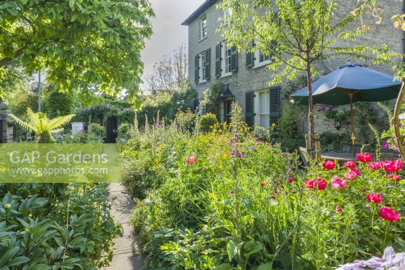 Secluded town garden with peonies and foxgloves. June
