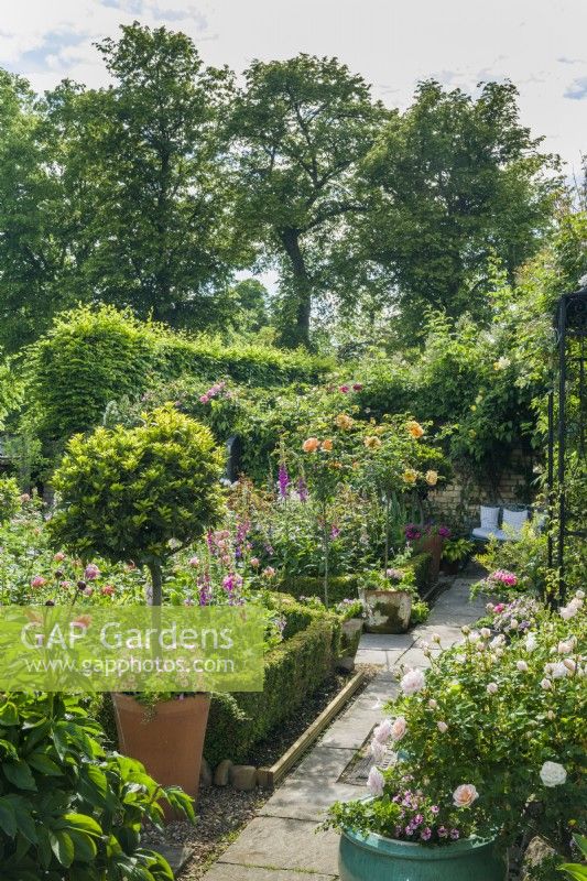 Secluded formal town garden with roses, peonies, foxgloves, box edging and a bay tree in a terracotta pot underplanted with calibrachoas. June