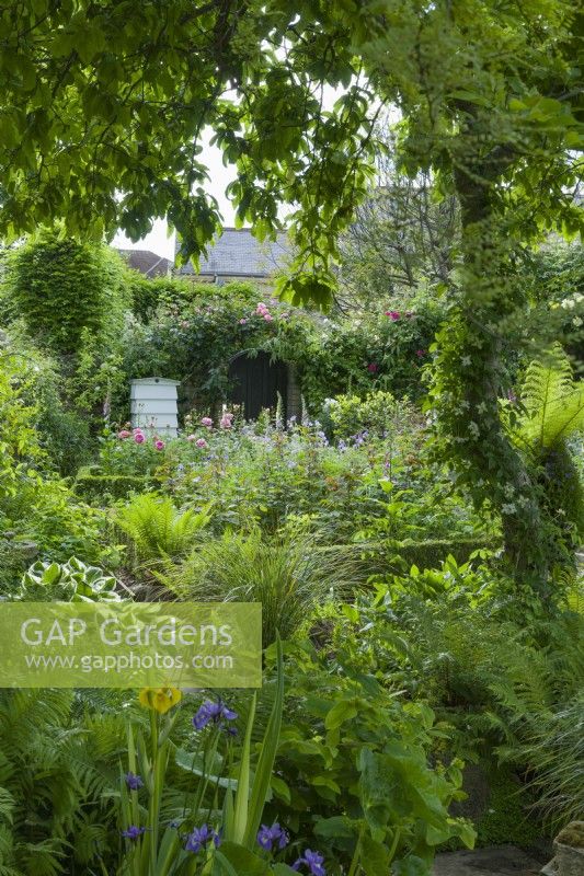 View of secluded town garden with medlar tree underplanted with shade loving plants - ferns, hostas, clematis. June