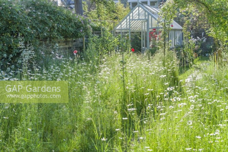 View of wild garden with Ox eye daisies - Leucanthemum vulgare - in long grass. Victorian style painted wooden greenhouse. June
