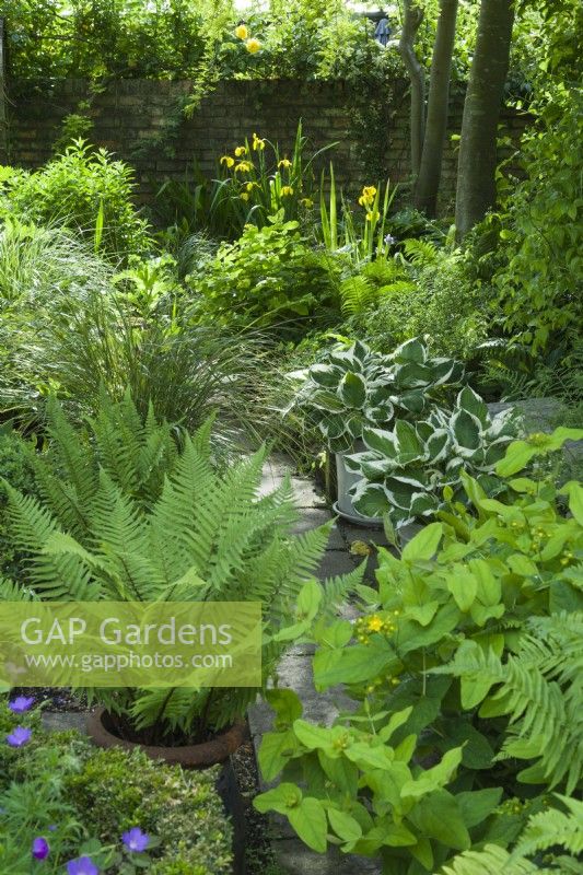 Collection of foliage and shade loving plants growing beside narrow path under trees. Ferns, hostas, hypericum, grasses and Iris pseudacorus. June