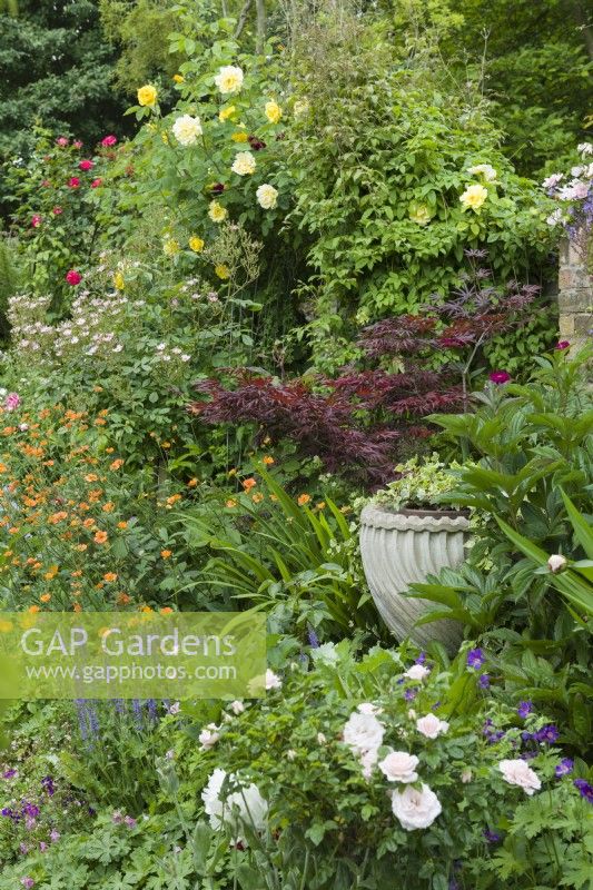 mixed border next to wall with roses, geums, Japanese maple, salvia and stone urn creating a focal point. June