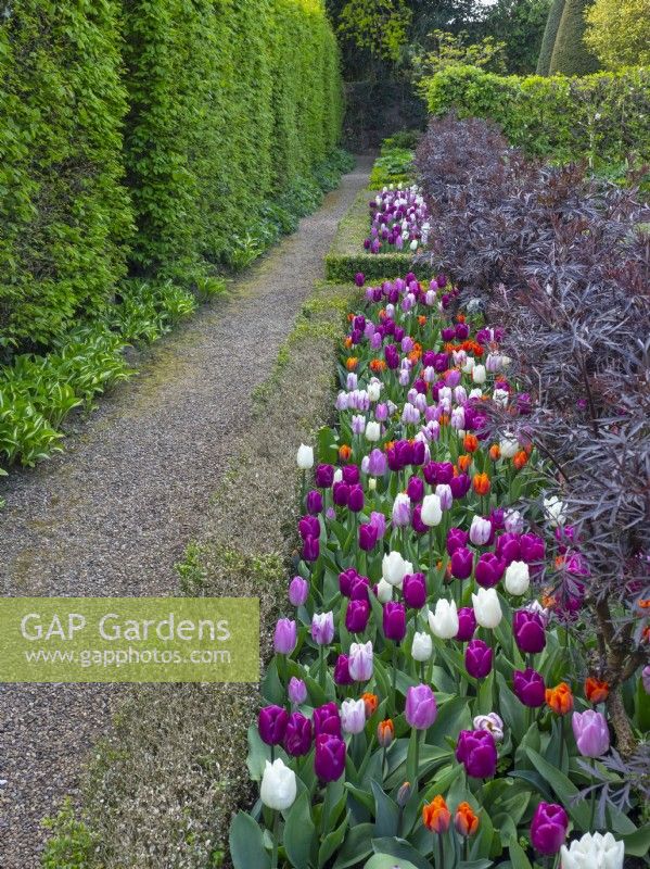 Box edged border of tulips and topiary - East Ruston Old Vicarage