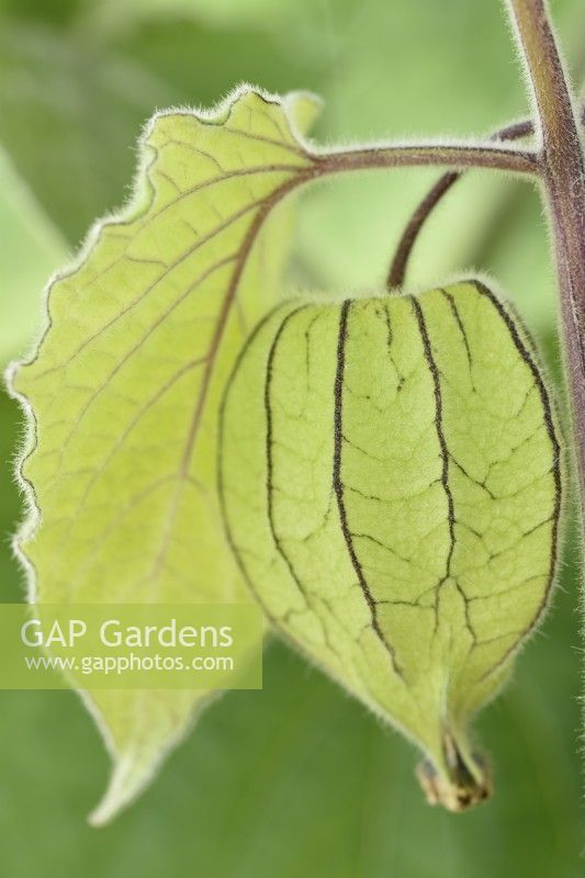 Physalis peruviana  Cape gooseberry  Goldenberry  Green papery calyx round unripe fruit  November